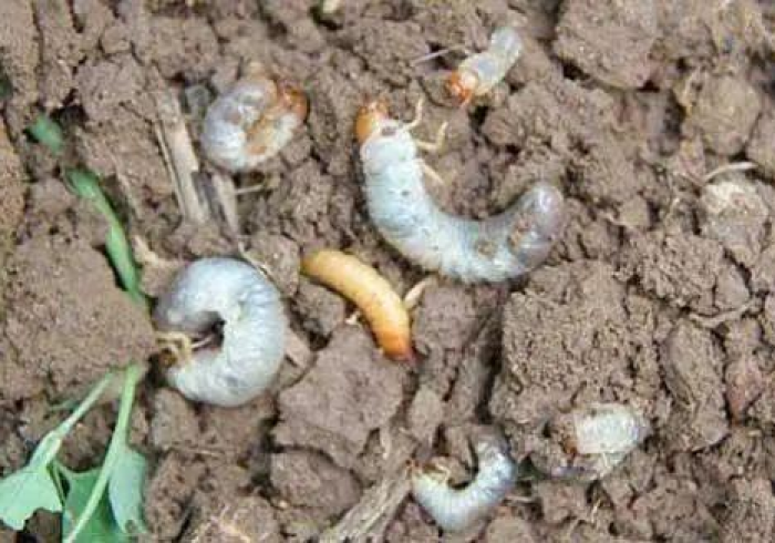 【 玩 家 必 看 实 操 】 “ 6 6 红 中 麻 将 有 挂 吗 有 的 ” ( 果 然 有 透 视 挂 )