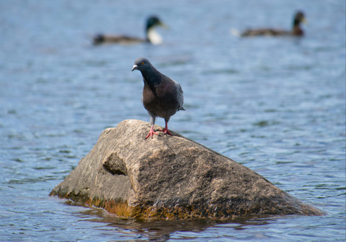 [ 分 享 ] “ 哈 哈 跑 得 快 有 挂 吗 ” ( 太 坑 了 果 然 有 挂 )