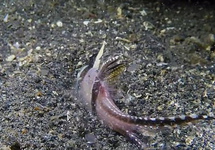 辅助简单学会“来三上海麻将有挂吗(透视)详细透视教程)-知乎