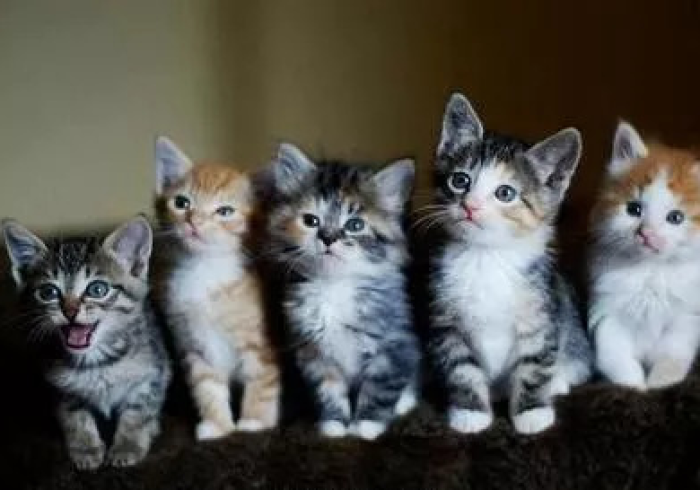 【 最 新 科 普 】 红 心 吴 江 麻 将 有 没 有 猫 腻 ( 详 细 真 的 有 挂 ) - 知 乎 【 最 新 科 普 】 红 心 吴 江 麻 将 有 没 有 猫 腻 ( 详 细 真 的 有 挂 ) - 知 乎