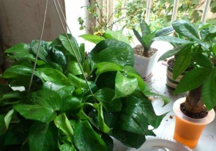 辅助简单学会“微乐河南推倒胡麻将到底有挂吗(透视)曝光透视猫腻）-知乎