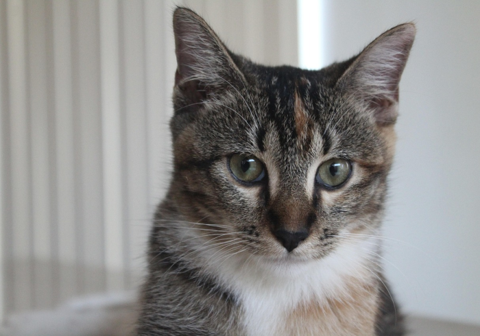 必学教你安装“手机跑得快透视万能挂(透视)太坑人了，曝光透视猫腻